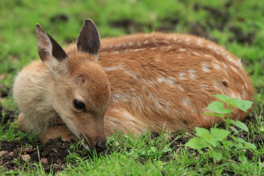 „Hunde an die Leine - der Natur zuliebe" - Gedanken und ...