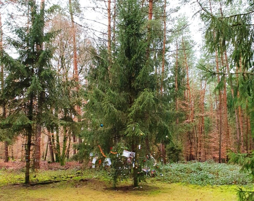 Ausflugstipp „Kennen Sie den Weihnachtsbaum im Wald?“ Erlensee Aktuell